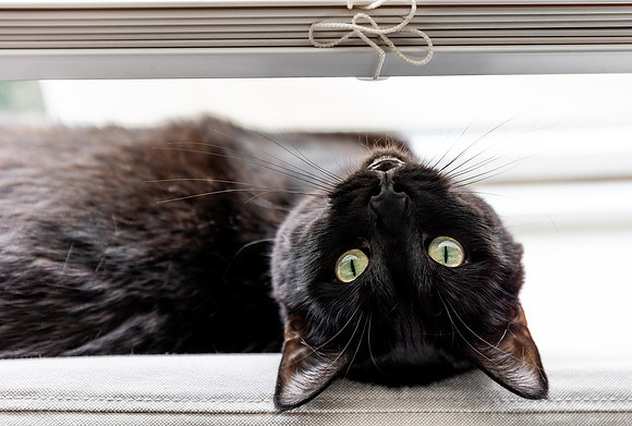 Moxie