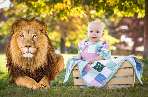 Lion-4